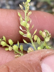 Lepidium ramosissimum