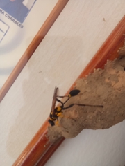 Sceliphron asiaticum