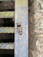 Hoplomutilla insignis