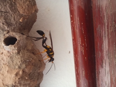 Sceliphron asiaticum