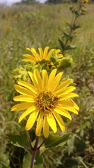 Silphium integrifolium