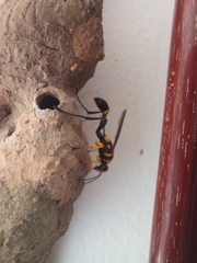Sceliphron asiaticum