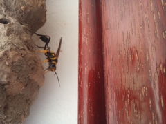Sceliphron asiaticum