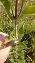 Silphium integrifolium