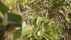 Silphium integrifolium