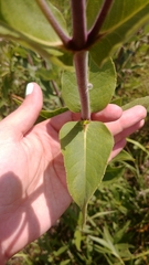 Silphium integrifolium