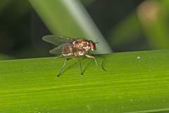 Dichaetomyia