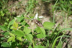 Rubus sachalinensis