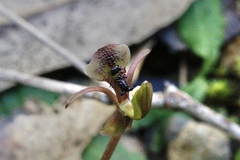 Chiloglottis formicifera