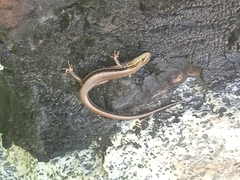 Ablepharus himalayanus