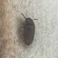 Trixagus chevrolati