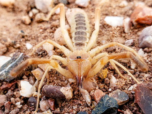 Eremobates