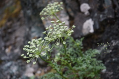 Kitagawia baicalensis