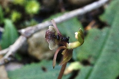 Chiloglottis formicifera
