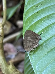 Arhopala aida