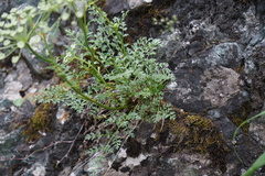 Kitagawia baicalensis