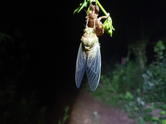 Hyalessa maculaticollis