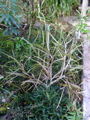 Carmichaelia williamsii