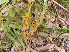 Eucalyptus fulgens