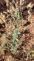 Chenopodium opulifolium