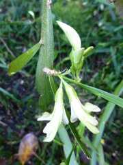 Carmichaelia williamsii