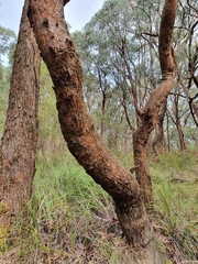 Eucalyptus fulgens