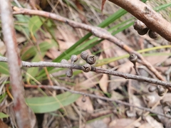 Eucalyptus fulgens