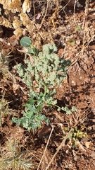 Chenopodium opulifolium
