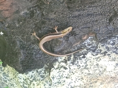 Ablepharus himalayanus