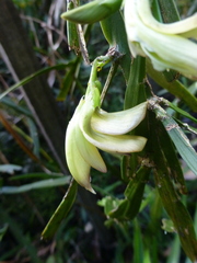 Carmichaelia williamsii