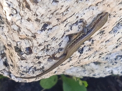 Ablepharus himalayanus