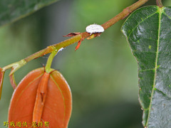 Margarodidae