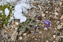 Oxytropis microphylla