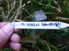 Carmichaelia williamsii