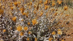 Klasea cerinthifolia