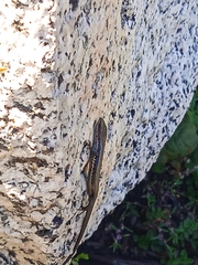 Ablepharus himalayanus