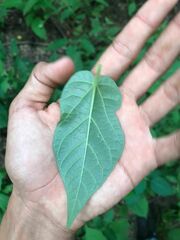 Aristolochia nelsonii