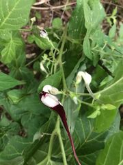 Aristolochia nelsonii