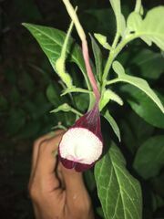 Aristolochia nelsonii