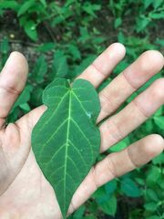 Aristolochia nelsonii