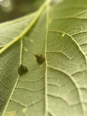 Celticecis spiniformis