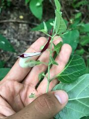 Aristolochia nelsonii
