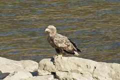 Haliaeetus albicilla