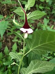 Aristolochia nelsonii
