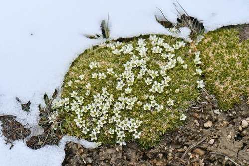 Eremogone bryophylla · iNaturalist