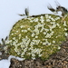 Eremogone bryophylla - Photo (c) Curren Frasch, some rights reserved (CC BY-NC), uploaded by Curren Frasch