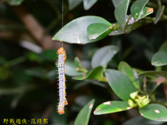 Milionia zonea pryeri