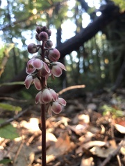 Pyrola aphylla