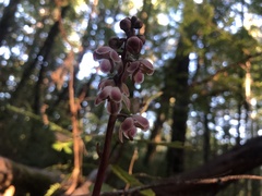 Pyrola aphylla