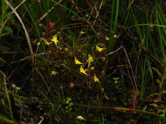 Utricularia pusilla